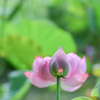 2024/09/09 蓮華・・・♡