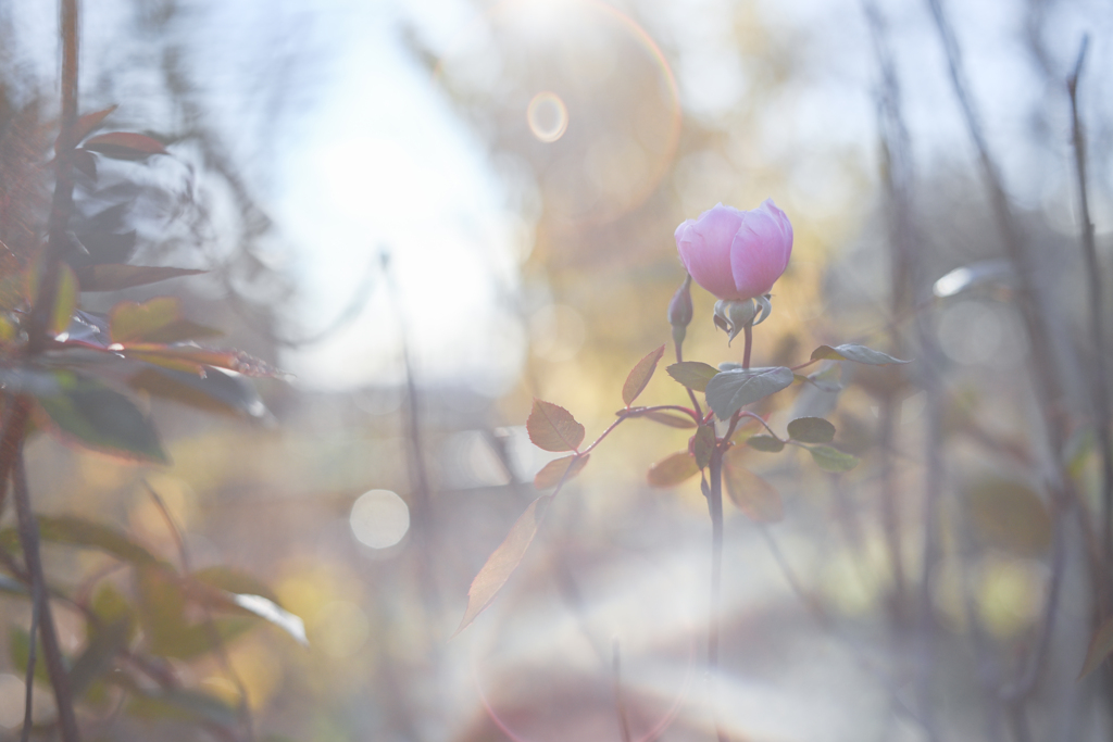 2024/12/10 Rose collection ♡ 32