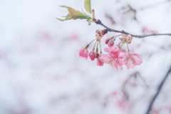 2025/03/29 開花速報・・・河津桜♡