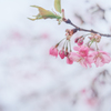 2025/03/29 開花速報・・・河津桜♡
