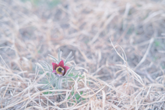 2025/03/27 翁草・・・♡