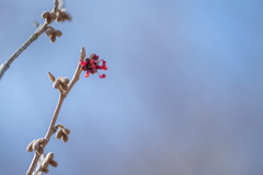 2026/02/10 紅色リボン・・・♡