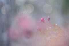 2026/02/06 Rose collection ♡ 57