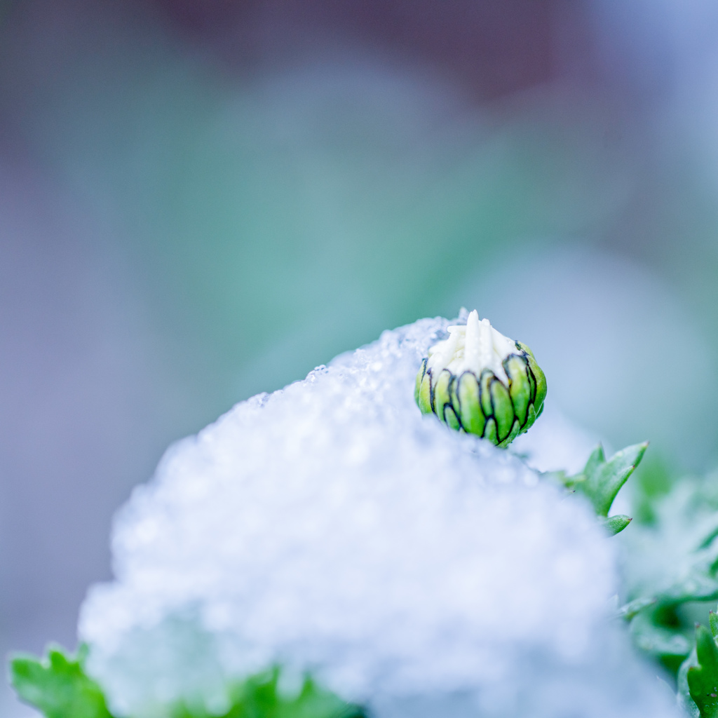 雪の朝・・・♪
