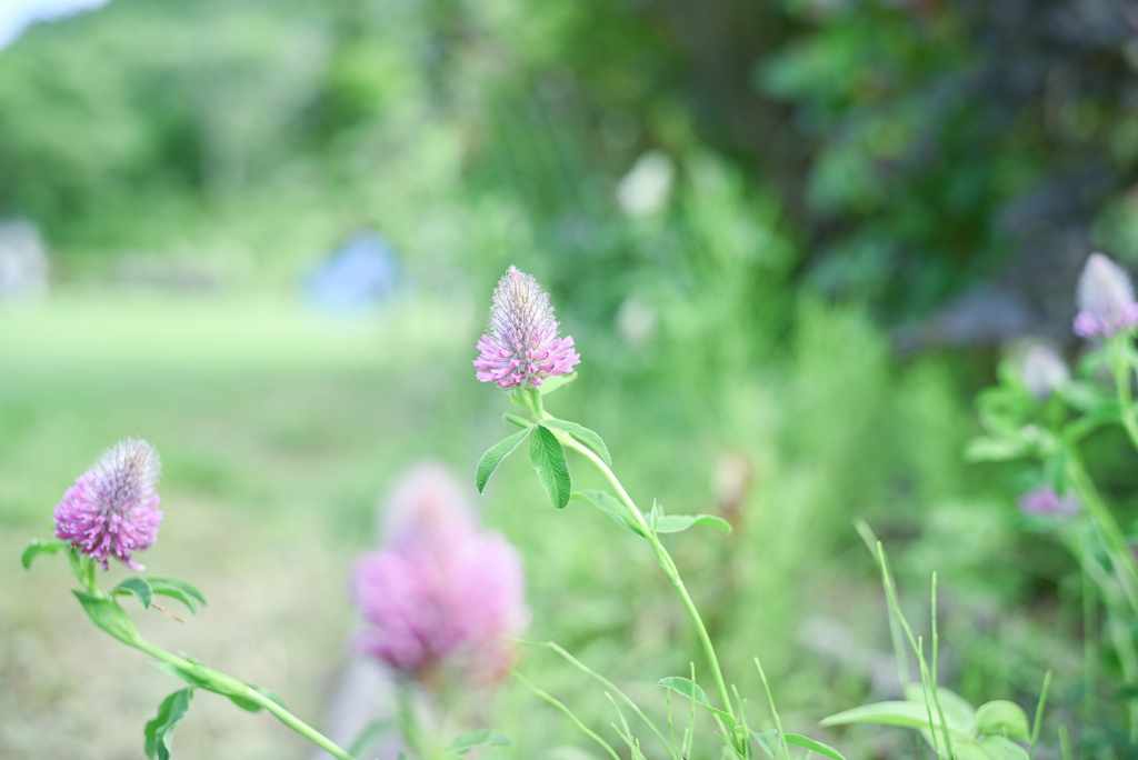 2023/07/06 クローバー or 蓮華草 みたいな・・・♡