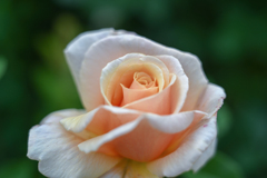 2024/06/07 Rose collection ♡ 10