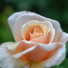 2024/06/07 Rose collection ♡ 10