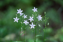 ☆・・・♡
