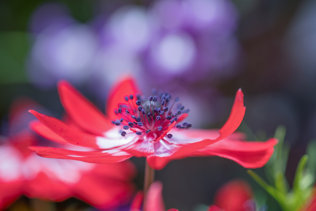 風の花
