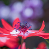 風の花