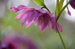 クリスマスローズ２