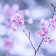 桜2019・・・#5