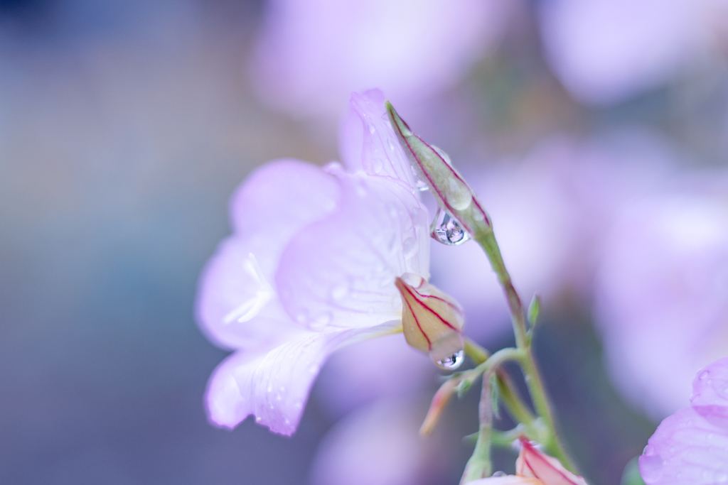 雨上がり・・・♪