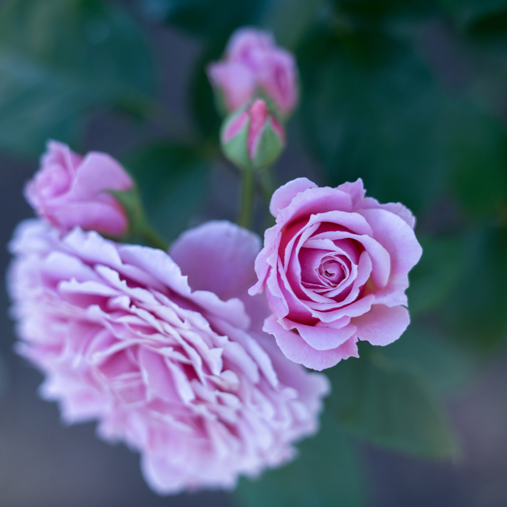 Rose collection ♡ 2020-11