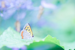 初べに・・・♡