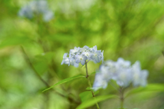 2024/06/07 紫陽花 collection ♡ 01