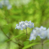 2024/06/07 紫陽花 collection ♡ 01