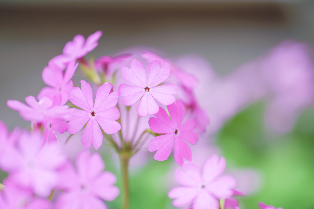 ＊かれん・・・♡