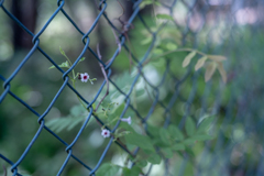 2025/08/09 ♥ fence ♥
