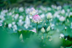 清らかな主張・・・♥