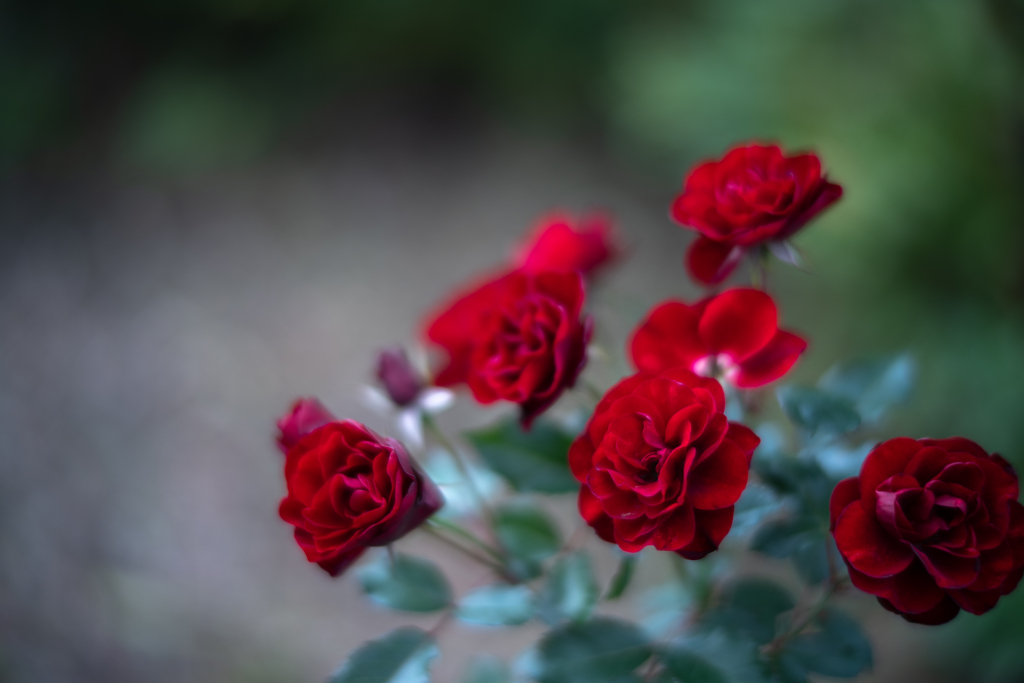 2025/10/21 Rose collection ♡ 31