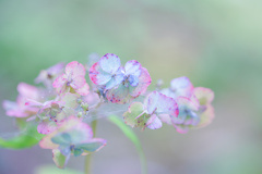 色いろ紫陽花・・・♡