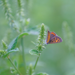 ヒナタノイノコヅチと・・・♡
