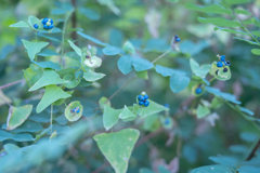 2025/10/17 つかの間の美・・・♡