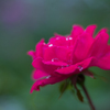 20210916 Rose collection ♡ 2021-23
