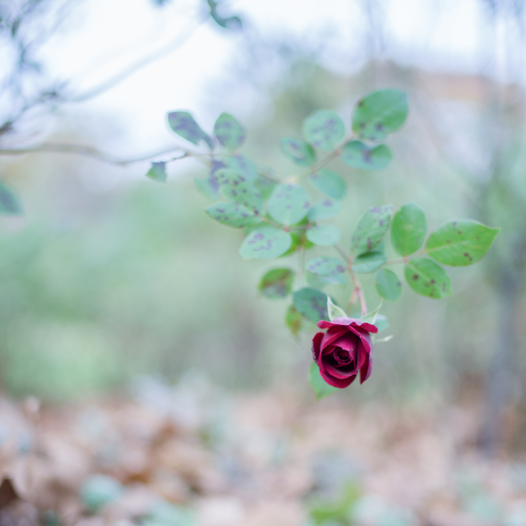 20201106 Rose collection ♡ 38