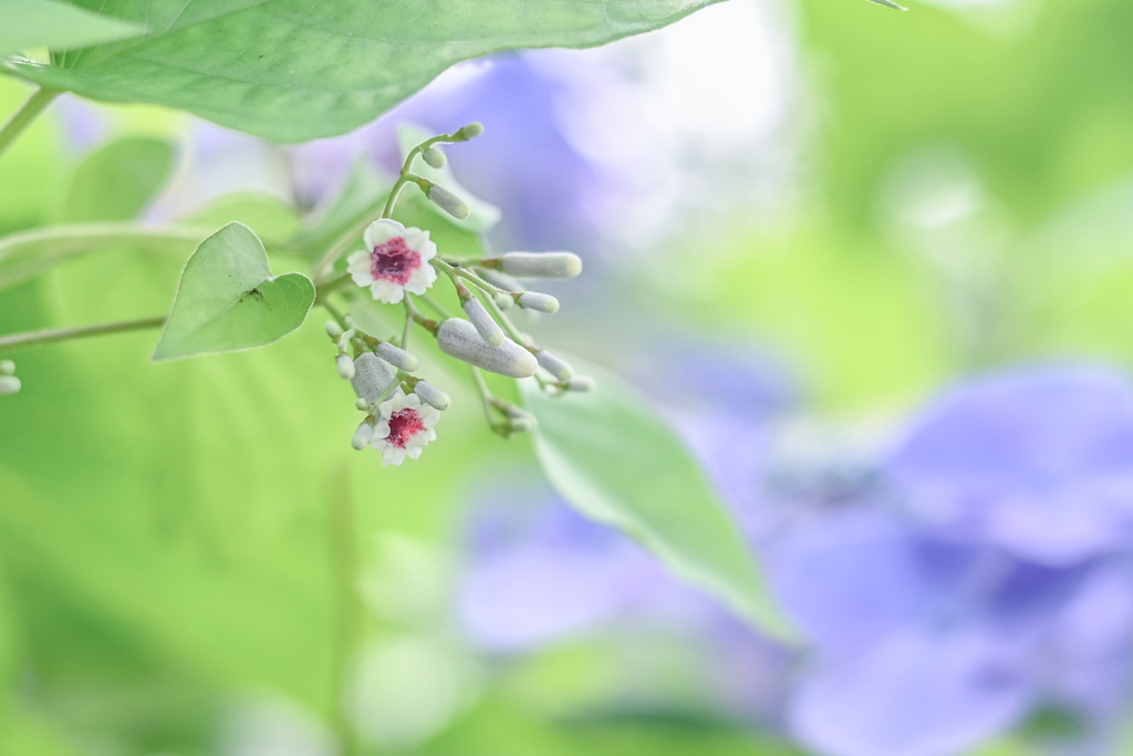 2023/0724-35DSC_2153人嫌い、じゃなくて
