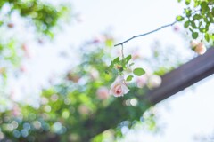 20210610 Rose collection ♡ 2021-09