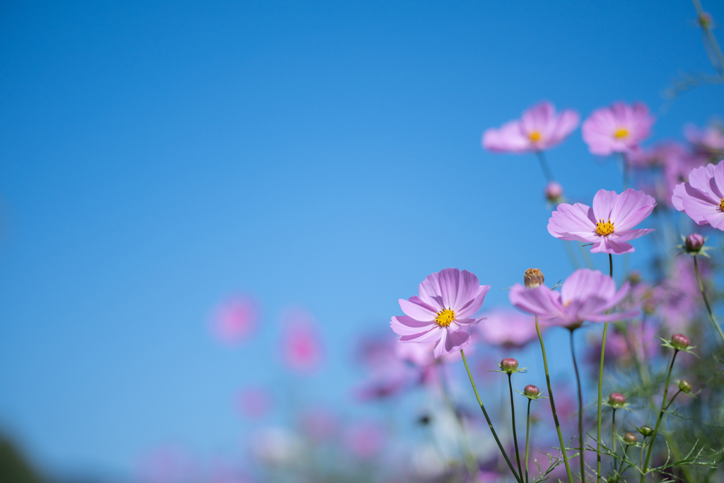 2025/10/15 秋桜日和・・・♡
