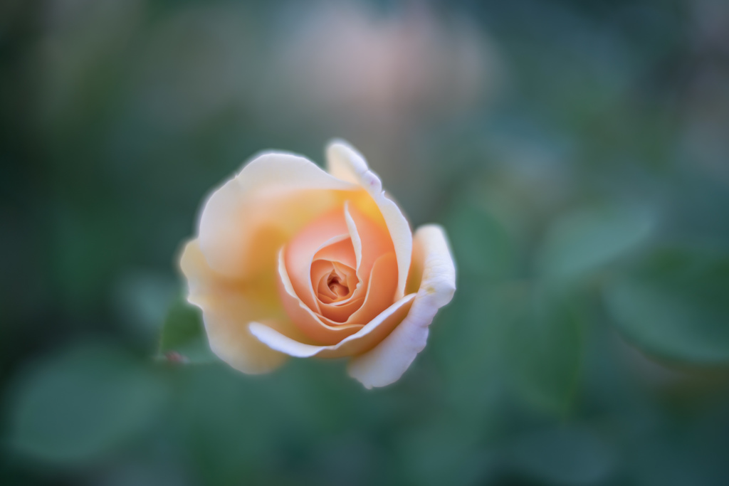 Rose collection  2018-04