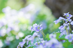 ちいさな幸せ・・・♡
