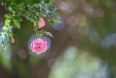 2024/06/05 Rose collection ♡ 07