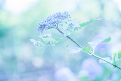 風　碧く・・・♬