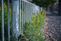2025/11/05  ♥ fence ♥