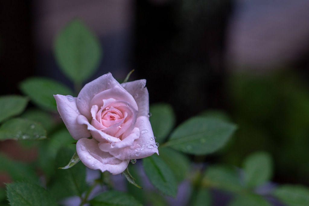 2025/09/09 Rose collection ♡ 24