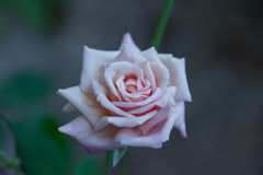 Rose collection  2018-17