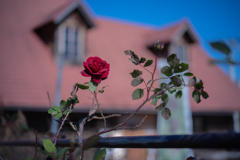 2025/11/12 Rose collection ♡ 38