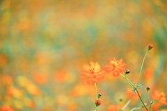 2024/09/27 黄花秋桜・・・♡