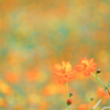 2024/09/27 黄花秋桜・・・♡