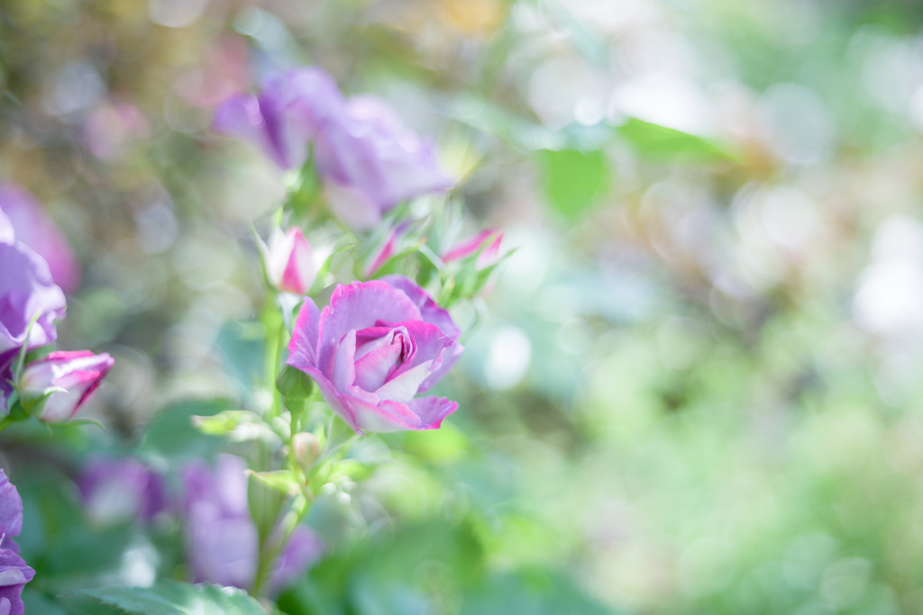 2023/06/01 Rose collection ♡ 02