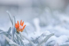 ＊初積雪・・・♬