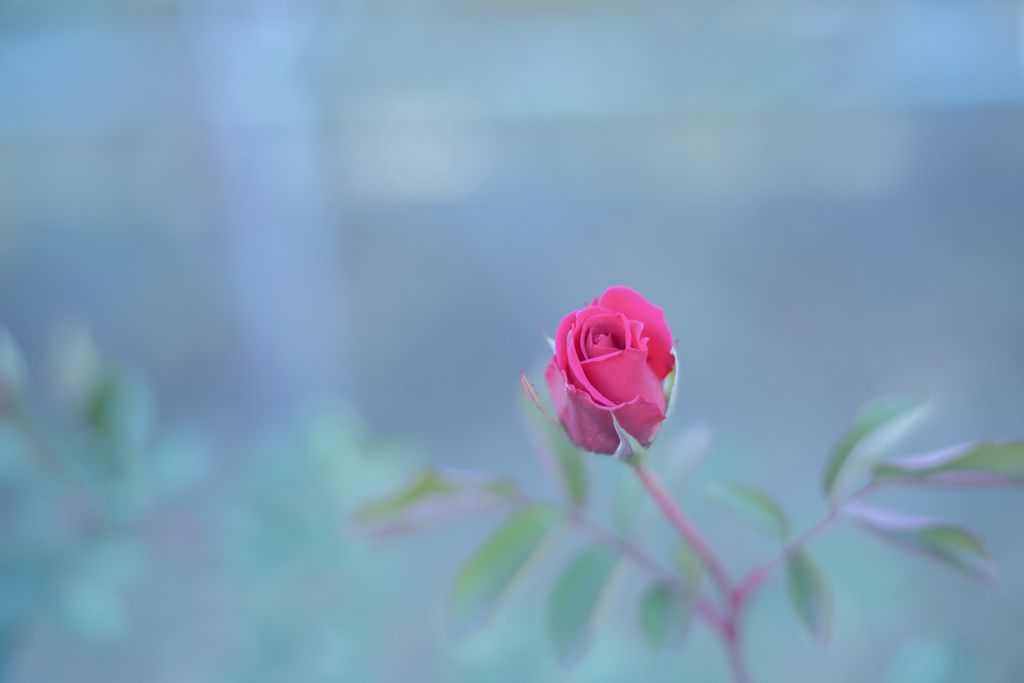 2025/11/12 Rose collection ♡ 43