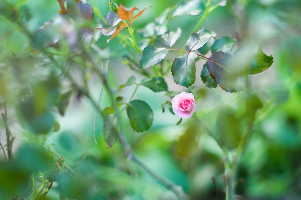 2023/09/29　Rose collection ♡ 19
