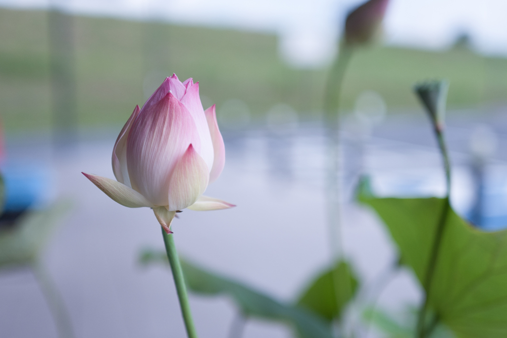 清らかなこころ・・・♡