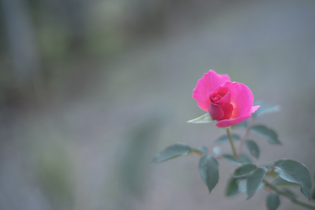 2025/10/21 Rose collection ♡ 33