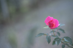 2025/10/21 Rose collection ♡ 33